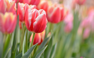 Pink flower bokeh tulips shallow - tulip free wallpaper