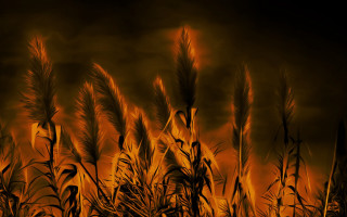 Field tall grass dark sky - a red glow free wallpaper