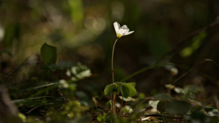 White flower grass nature macro - small leaf free wallpaper