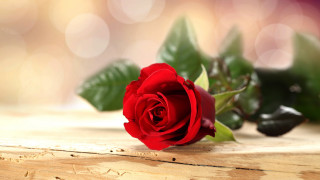 Red rose wooden table bokeh - a single red rose free wallpaper