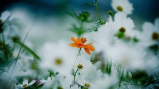 Close up flower background bokeh - many free wallpaper