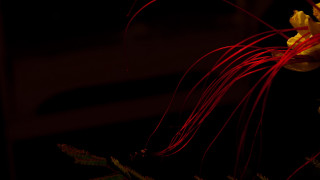 Flower red stems yellow blurry - the dark background free wallpaper