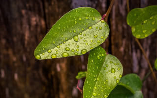 Green leaf water drops tree - it next free wallpaper