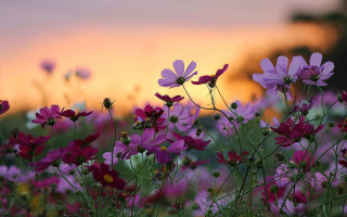 Purple flower field sunset blurry - cindy wright free wallpaper for desktop