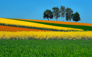 Flower field green grass trees - green grass free wallpaper