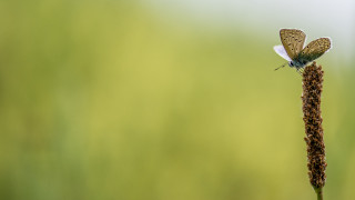 Small butterfly on flower in - a green field free wallpaper