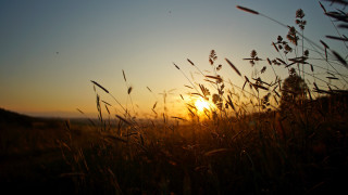 Sunset tallgrass silhouette lensflare utilitypole - anamorphic free wallpaper for desktop