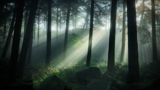 Bamboo forest sunlight light rays - sunlight free wallpaper for desktop