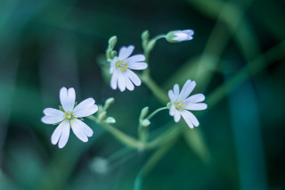 Daisy butterfly lily flowers blurry - adobe lightroom free wallpaper