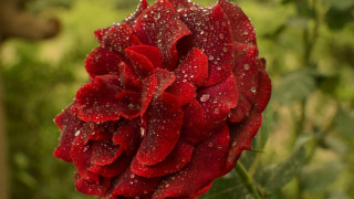 Red rose water droplets garden - a red rose free wallpaper