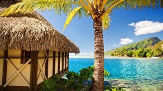 Palm tree hut beach ocean - a hut free wallpaper