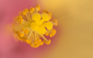 Flower yellow stamens pink background - benoit b. mandelbrot free wallpaper for desktop
