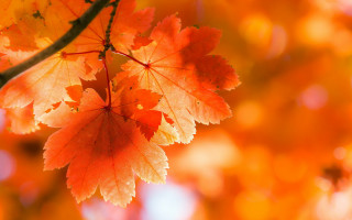 Orange leaves tree bokeh autumn - anne dunn free wallpaper