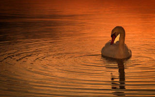 Swan swimming water sunset photorealistic - a swan free wallpaper