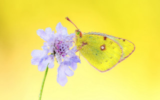 Yellow butterfly purple flower macro - a yellow background behind free wallpaper