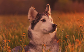Husky flower field autumn fire - a blurry background of the grass free wallpaper