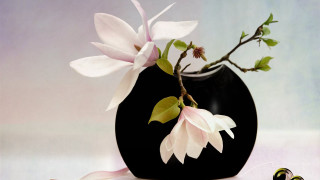 Black vase white flower pink - constance copeman free wallpaper