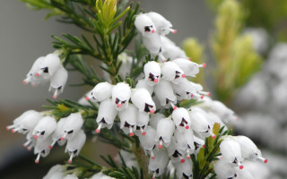 White flower red spots green - red spot free wallpaper