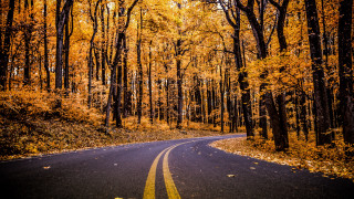 Yellow line road autumn trees - movement free wallpaper