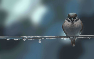 Bird on wire water droplets - a wire free wallpaper