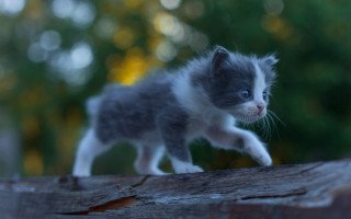 Small kitten woodland wooden plank - a wooden plank free wallpaper