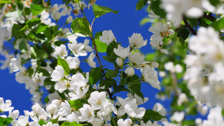 White flower tree blue sky 3 - white flower free wallpaper
