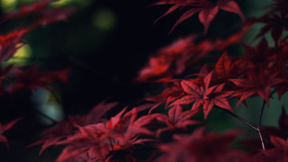 Red plant autumn leaves blurry - leaf free wallpaper