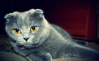 Grey cat yellow eyes curious - grey free wallpaper