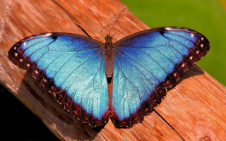 Blue butterfly wooden plank green - spread wide free wallpaper