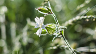 Flower fairy bokeh green leaves - soft light free wallpaper