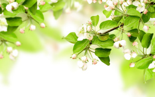 Branch white flowers green leaves 5 - a branch of a tree free wallpaper for desktop
