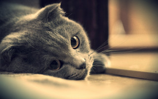 Sad cat floor photorealistic art - adorable free wallpaper for desktop
