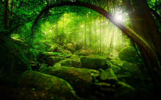 Lush green forest sunlight rocks - forest free wallpaper for desktop