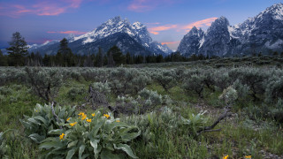 Flower field mountains sunset pink 5 - ansel adams free wallpaper for desktop