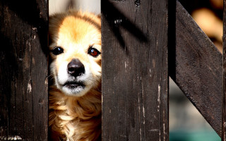 Dog peeking behind fence looking - rule free wallpaper