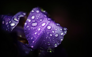 Purple flower water droplets macro 3 - a purple flower free wallpaper for desktop