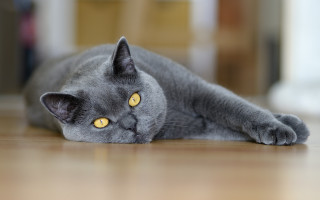 Gray cat yellow eyes curious 2 - yellow eye free wallpaper