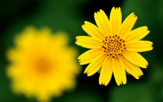 Yellow flower blurry background hatsune - a blurry photo free wallpaper
