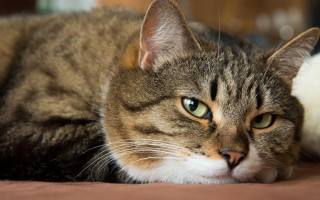 Cat bed white brown green - green eye free wallpaper