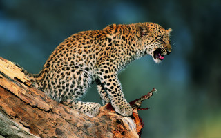 Leopard yawning tree branch wildlife - tooth wide open free wallpaper