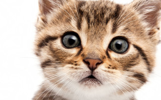 Cat blue eye serious closeup - a blue eye free wallpaper