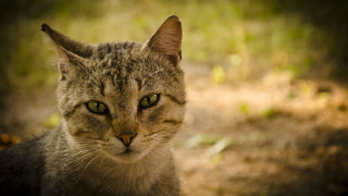 Cat green eyes grass portrait - a blurry background of grass and dirt free wallpaper