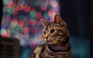 Cat christmas tree remote bokeh - bokeh free wallpaper
