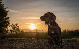 Dog field sunset clouds horizon - the sun in the background free wallpaper