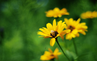 Bee yellow flower field macro - a bee free wallpaper