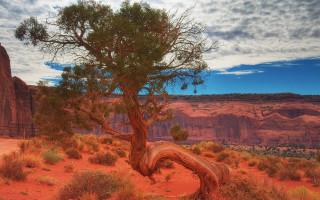 Desert tree mountain sunset clouds - a mountain in the background and a sky free wallpaper