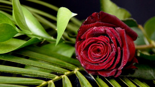 Red rose water droplets gothic - rich deep color free wallpaper