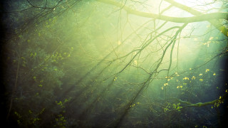 Tree branch sunshine forest light - the forest free wallpaper