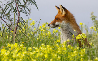 Fox field flowers grass sky - a few yellow flower free wallpaper for desktop