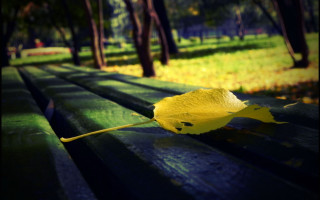 Yellow leaf park bench sun - a yellow leaf free wallpaper